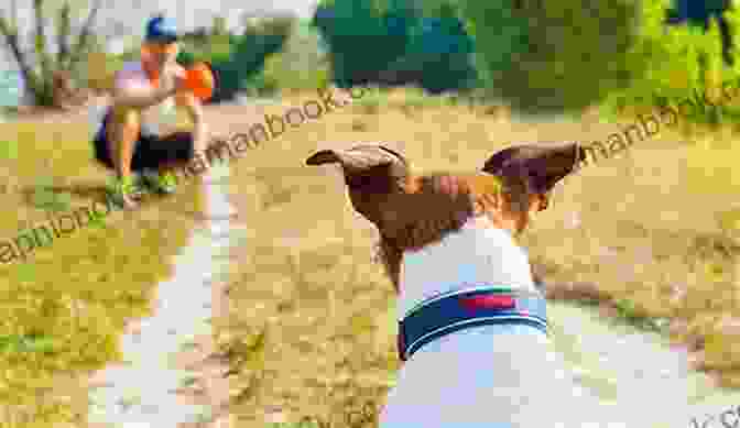 A Dog Fetching A Ball For Its Owner Essential Skills For A Brilliant Family Dog 1 4: Calm Down Leave It Let S Go And Here Boy