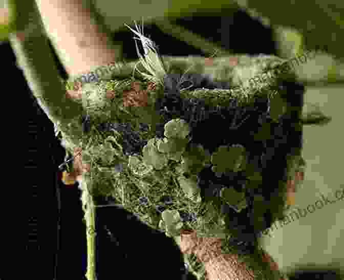 A Hummingbird's Tiny Nest Made From Spider Webs And Plant Fibers. Strange Nests Jessica McHugh