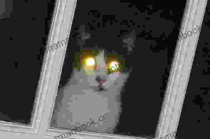 A Junkyard Cat With Glowing Eyes Facing Off Against A Menacing Supernatural Entity Junkyard Cats Faith Hunter