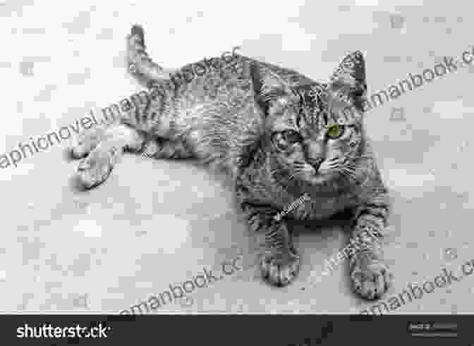 A Junkyard Cat With Sharp Green Eyes And A Fierce Expression Junkyard Cats Faith Hunter