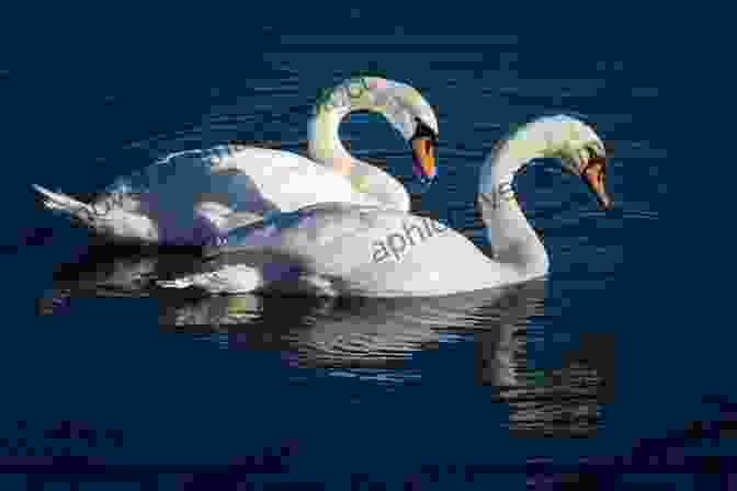 A Pair Of Swans Swimming Together In A Lake Swans Mate For Life (Artist S Whispers 4)