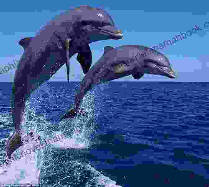 A Playful Group Of Dolphins Leaping Through The Water. Water Dream Philip Richardson