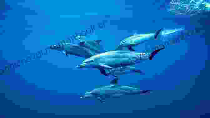 A Pod Of Dolphins Swims Alongside A Diver, Showcasing The Vibrant Underwater Ecosystem. Into The Blue (Coastal Fury 3)