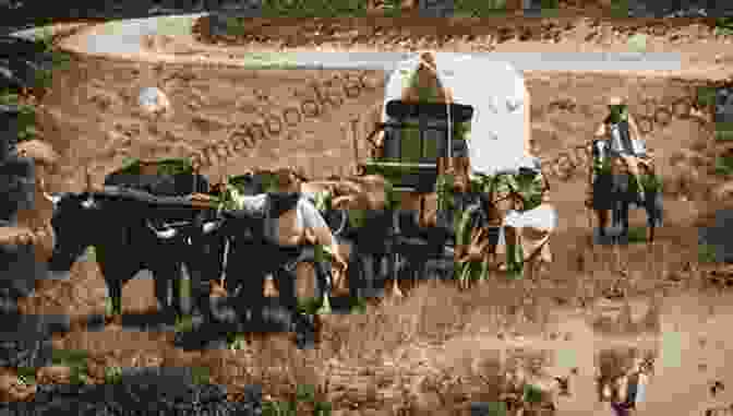 A Team Of Oxen Pulling A Wagon On The Oregon Trail Ox Team Days On The Oregon Trail