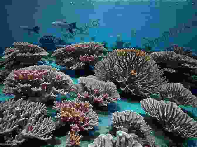 A Vibrant Coral Reef Teeming With Life And Color. Water Dream Philip Richardson