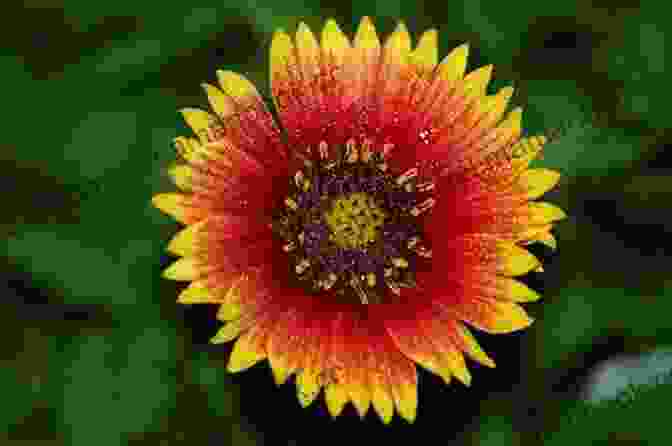 Close Up Of Vibrant Flowers In Full Bloom In Eartha Rawls' Botanical Gardens Portal To Eartha E E Rawls