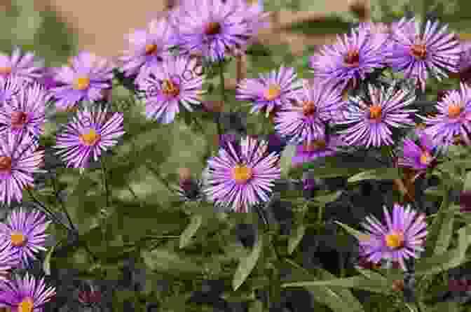 New England Aster The Northeast Native Plant Primer: 235 Plants For An Earth Friendly Garden